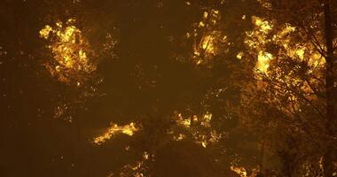 CGI Wildfire engulfing forest during evening hours with bright flames and smoke video