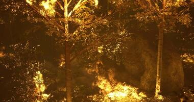 CGI Forest ablaze at night with flames consuming trees and foliage video