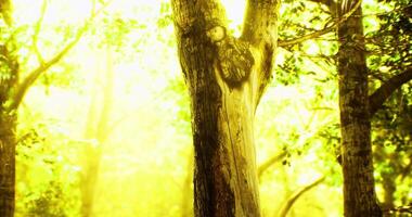 CGI Bright sunlight filters through a dense forest creating a magical atmosphere video