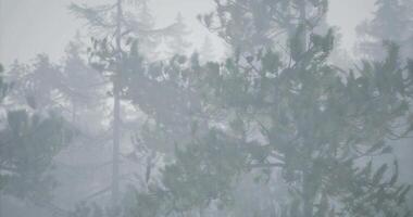 CGI Fog envelops tall trees in a dense forest during early morning light video