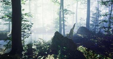 CGI Misty forest with trees reflecting in calm water at dawn video