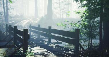 CGI Misty forest with wooden bridge and soft sunlight filtering through trees video