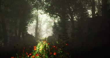CGI Pathway through a misty forest showcasing vibrant flowers and sunlight video