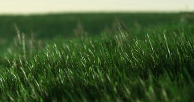 CGI Lush green grass swaying gently under soft sunlight in a serene landscape video