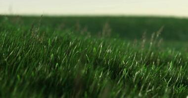 CGI Freshly grown grass swaying gently in the breeze during a sunny day video