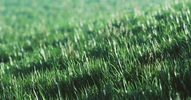 CGI Lush green grass swaying gently in the breeze on a sunny day video