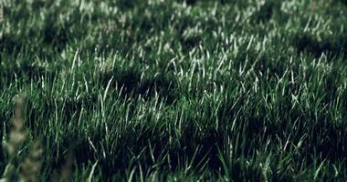CGI Vibrant green grass swaying gently in a sunny field during midday video
