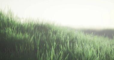 CGI Lush green grass swaying gently in the warm sun during early morning hours video