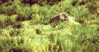 CGI Lush green landscape with large rock in the midst of dense foliage video
