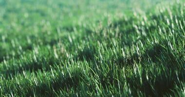 CGI Lush green grass swaying gently in the breeze during a sunny afternoon video