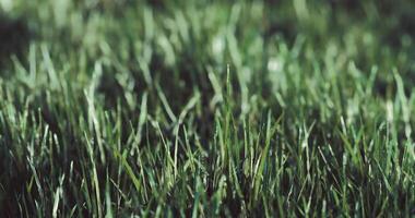 CGI Lush green grass swaying gently in the warm afternoon breeze in a park video