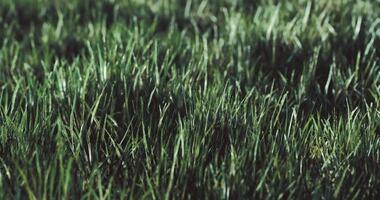 CGI Fresh green grass covers the ground in a tranquil natural setting video