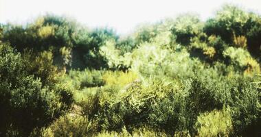CGI Lush green vegetation thriving under bright sunlight in a serene landscape video