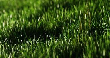 CGI Vibrant green grass swaying gently under sunlight in a serene outdoor setting video