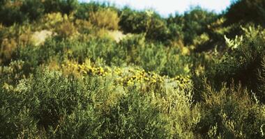 CGI Lush green hillside with vibrant flowers under a clear blue sky video