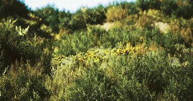 CGI Lush green hillside in bright sunlight with wildflowers blooming video