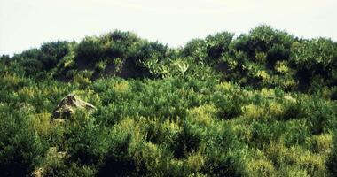 CGI Lush green hillside with diverse vegetation during sunny daylight hours video