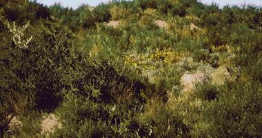 CGI Vibrant desert landscape showcasing diverse vegetation and blooming flowers video