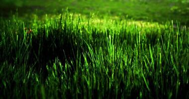 CGI Lush green grass under bright sunlight creates a vibrant natural setting video