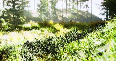 CGI Sunlight filters through trees over a lush green meadow in a serene landscape video