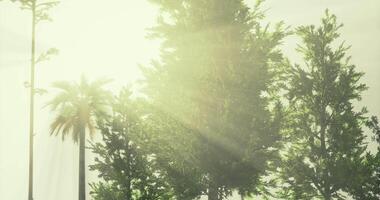 CGI Bright sun rays filtering through lush trees in a serene landscape video
