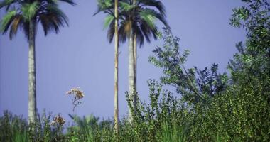 CGI Lush greenery and towering palm trees under a bright blue sky in summer video
