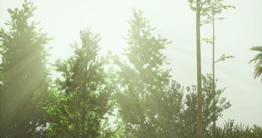 CGI Lush greenery illuminated by soft sunlight in a peaceful outdoor setting video