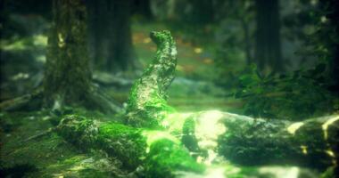 CGI Tranquil forest scene with moss covered logs illuminated by soft light video