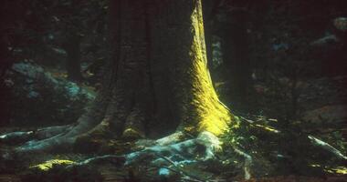 cgi solljus filtrering genom skog tak belysande träd trunk och rötter video