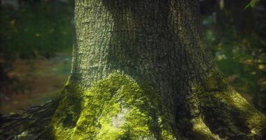 CGI Majestic tree trunk surrounded by vibrant green moss in a peaceful forest video