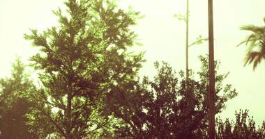 CGI Lush greenery and palm trees under soft sunlight in a tranquil setting video