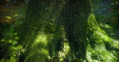 CGI Moss covered tree trunk in a serene forest during daytime light video