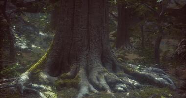 CGI Majestic tree roots intertwine in a serene forest setting at dusk video