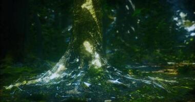 CGI Roots of a majestic tree illuminated by dappled sunlight in a lush forest video