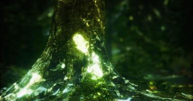 CGI Vibrant light showcasing the roots of a tree in a lush forest setting video
