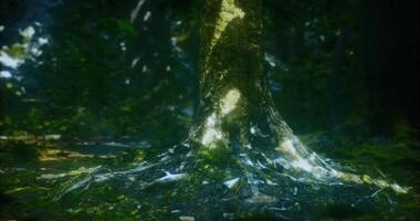 CGI Exploring the majestic roots of an ancient tree in a tranquil forest video