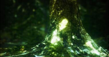 CGI Lush forest scene showcasing a vibrant tree trunk illuminated by sunlight video