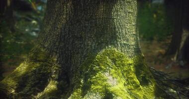 CGI Moss covered tree trunk in green forest during bright daylight video