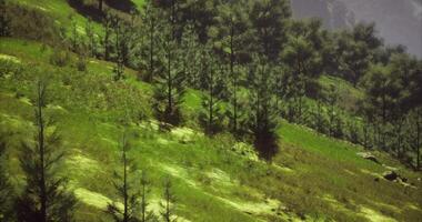 CGI Lush green hills with coniferous trees in a serene landscape during daylight video