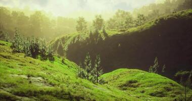 CGI Vibrant green hills with trees basking in golden light during sunrise video