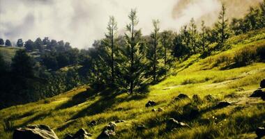 CGI Lush green landscape with tall trees under a cloudy sky in daylight video