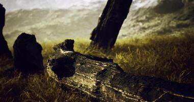 CGI Natural landscape featuring a fallen tree in a meadow during daylight hours video