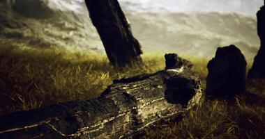 CGI Forest landscape with fallen trees and tall grass under a hazy sky video