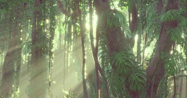CGI Lush rainforest with sunlight filtering through dense foliage in the daytime video
