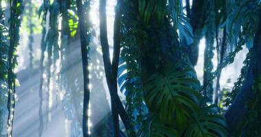 CGI Lush green foliage in a tranquil jungle illuminated by soft sunlight video