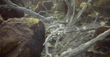 CGI Misty afternoon forest floor with fallen trees and rocks video