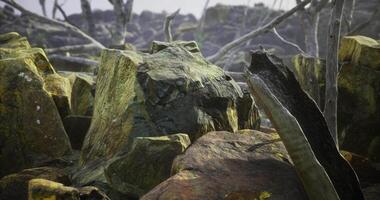 CGI Textured rocks and dry branches in an arid landscape during daylight video