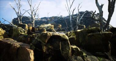 CGI Rocky terrain with bare trees and a mountainous background under a clear sky video