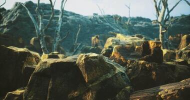 CGI Rocky terrain with barren trees under cloudy sky in early morning light video