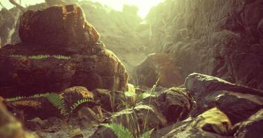 CGI Natural landscape with rocks and ferns in a sunlit environment video
